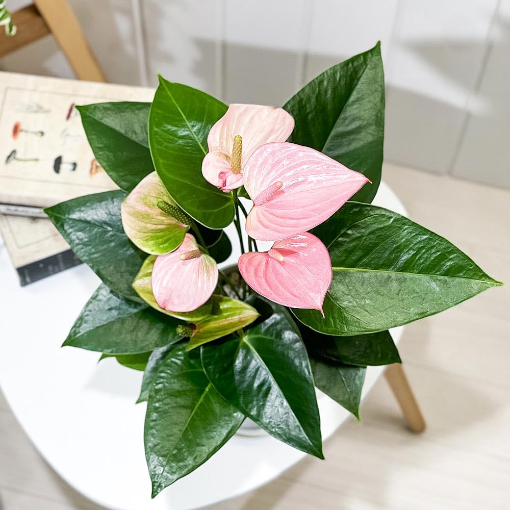 【HS】アンスリウム　BWxBW HS】アンスリウム BWxBW HS】アンスリウム BWxBW 楽天市場】2025年NEW